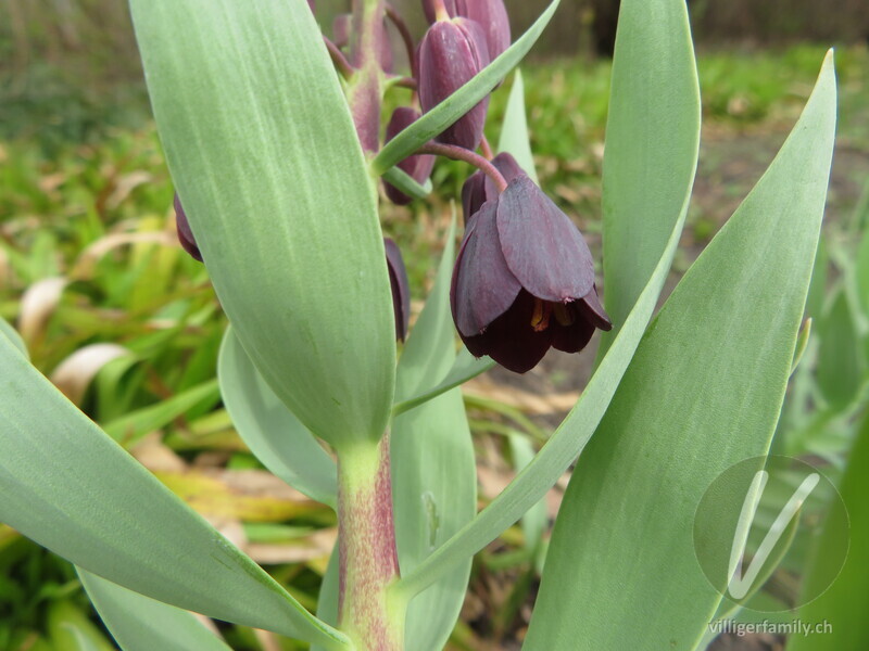 Persische Kaiserkrone: Blüten