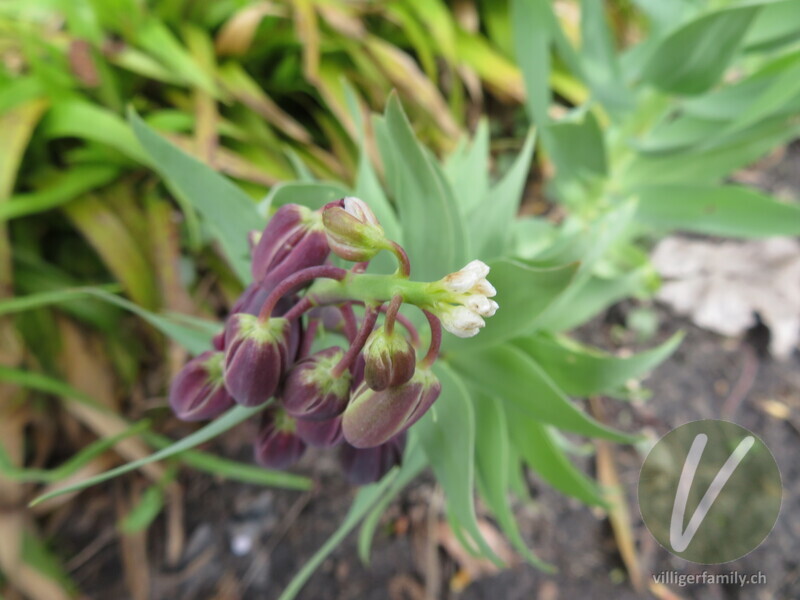 Persische Kaiserkrone: Blüten