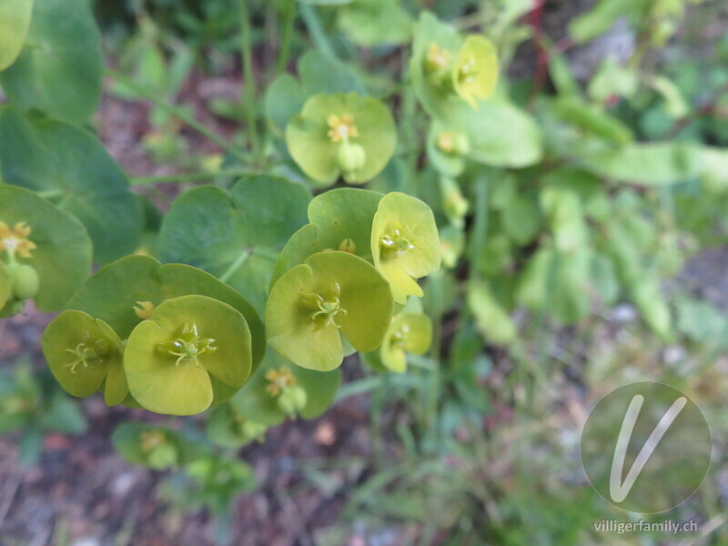 Mandelblättrige Wolfsmilch: Blüten