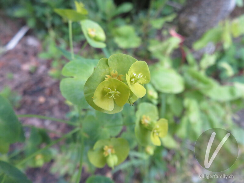 Mandelblättrige Wolfsmilch: Blüten