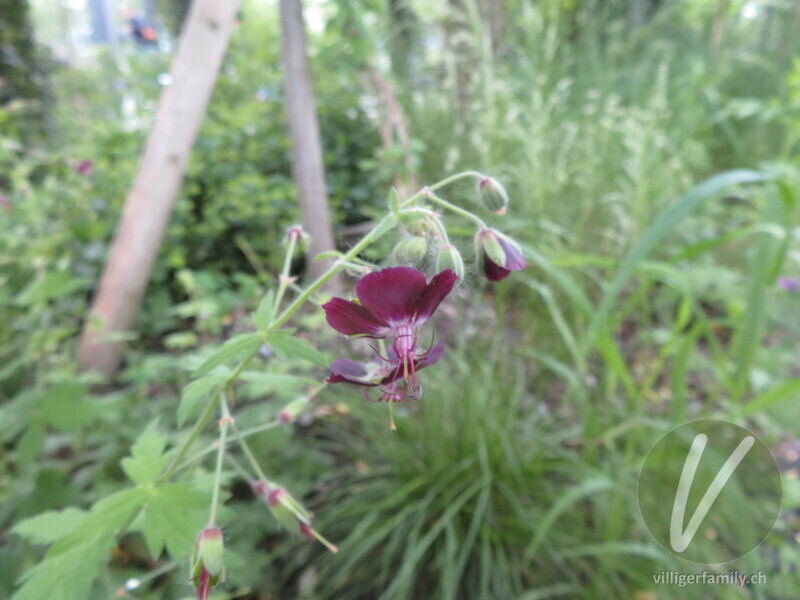 Gewöhnlicher Braun-Storchschnabel: Blüten