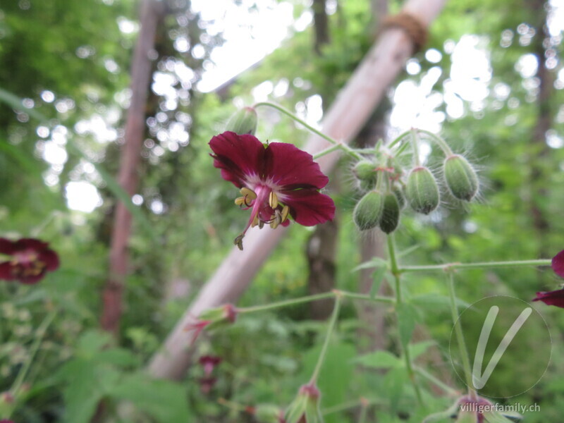 Gewöhnlicher Braun-Storchschnabel: Blüten