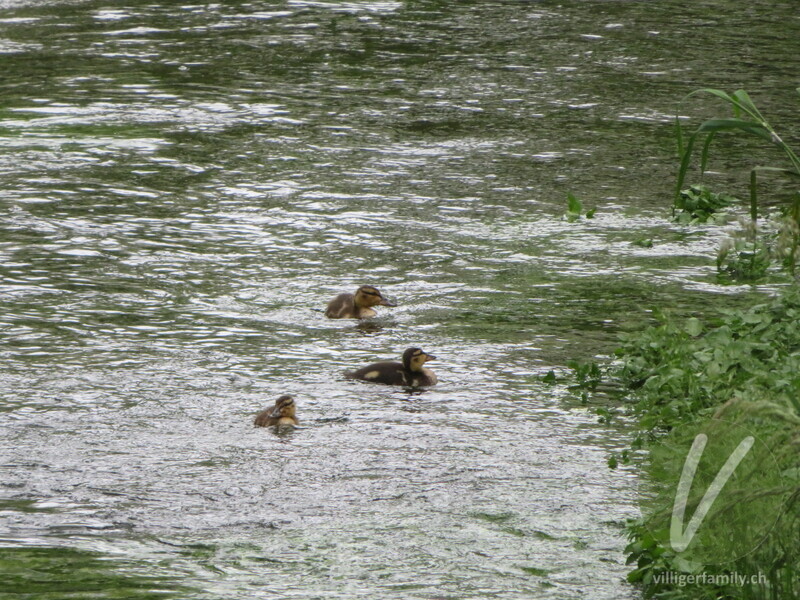 Stockente: 