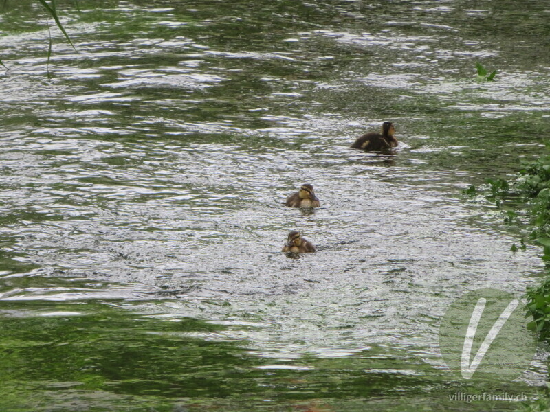 Stockente: 
