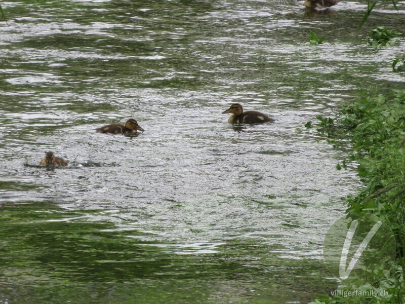Stockente: 
