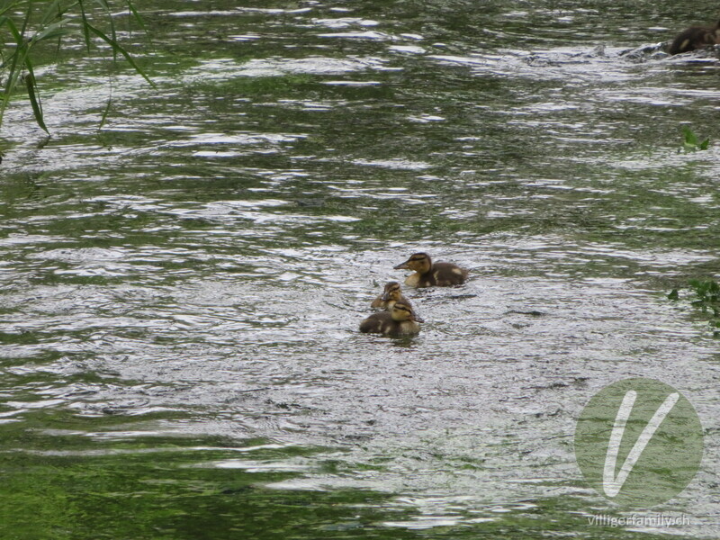 Stockente: 