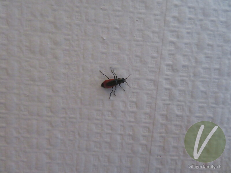 Zipfelkäfer (Malachius rubidus): 