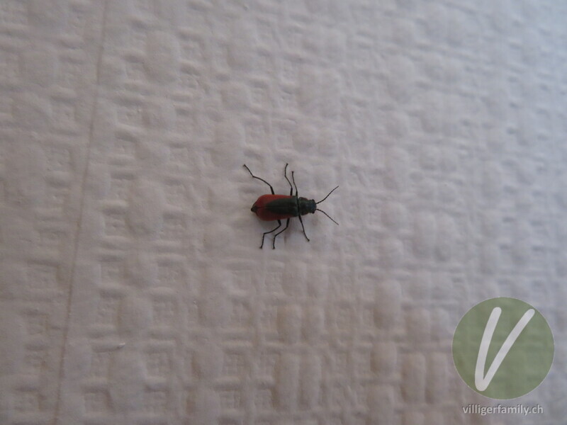 Zipfelkäfer (Malachius rubidus): 