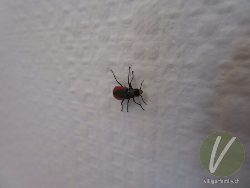 Zipfelkäfer (Malachius rubidus): 