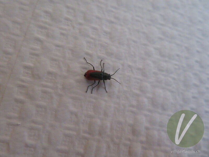 Zipfelkäfer (Malachius rubidus): 