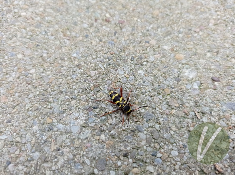 Gemeiner Widderbock: 