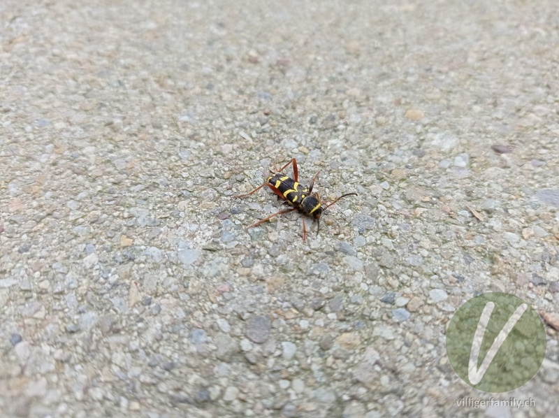 Gemeiner Widderbock: 
