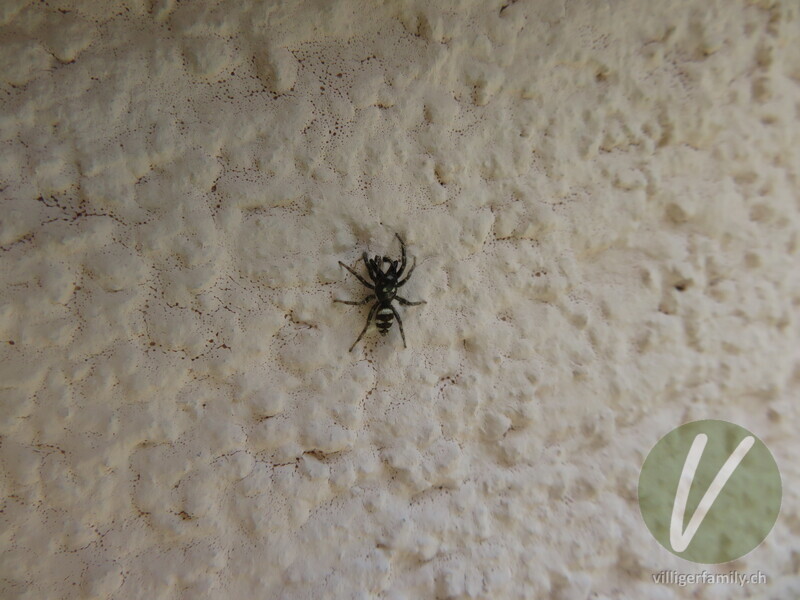 Zebra-Springspinne: 