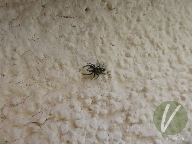 Zebra-Springspinne: 