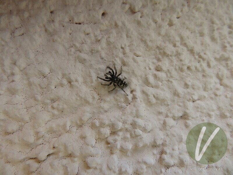 Zebra-Springspinne: 