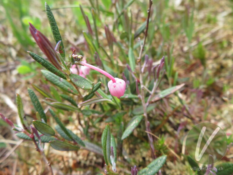 Rosmarinheide: Blüten