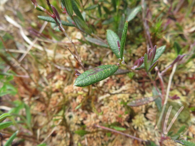 Rosmarinheide: Blätter