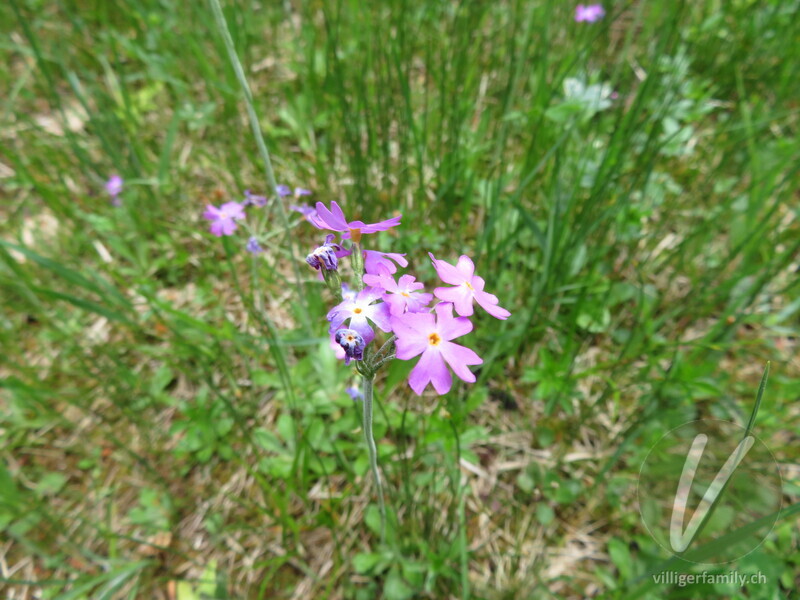 Mehl-Primel: Blüten