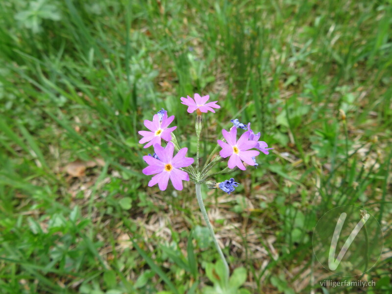 Mehl-Primel: Blüten
