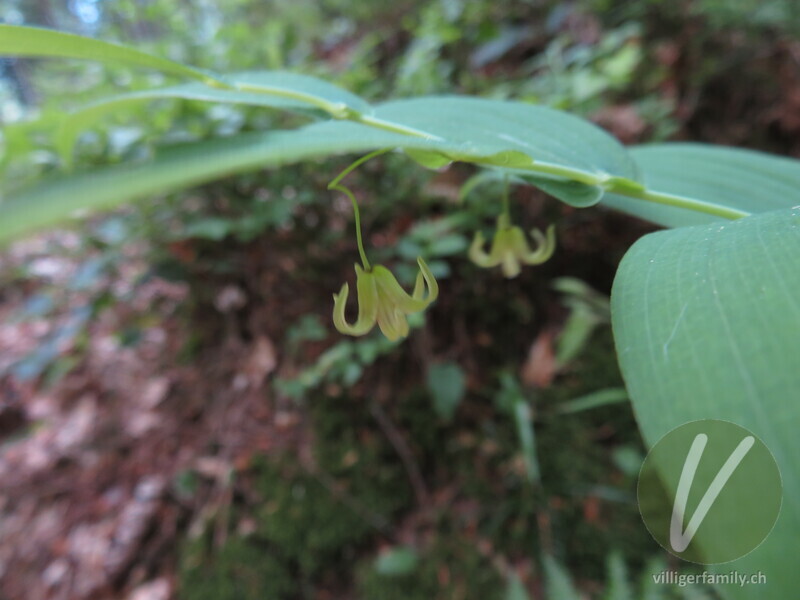 Knotenfuss: Blüten