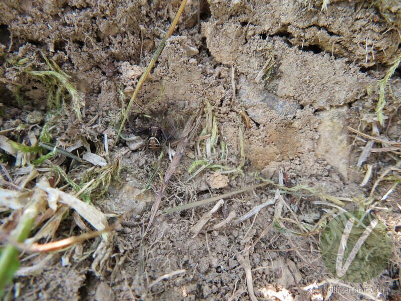 Braune Krabbenspinne: 