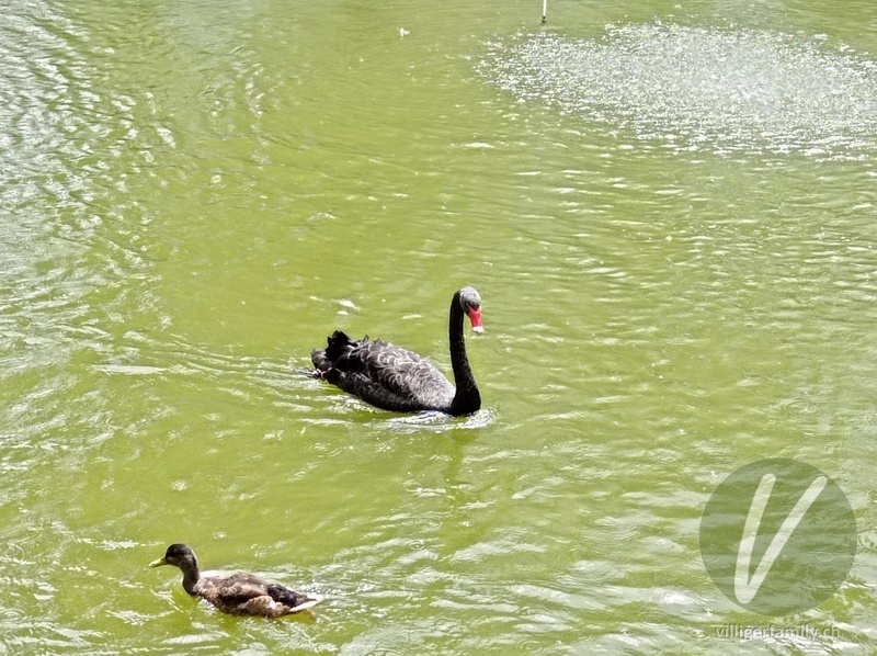 Trauerschwan: 