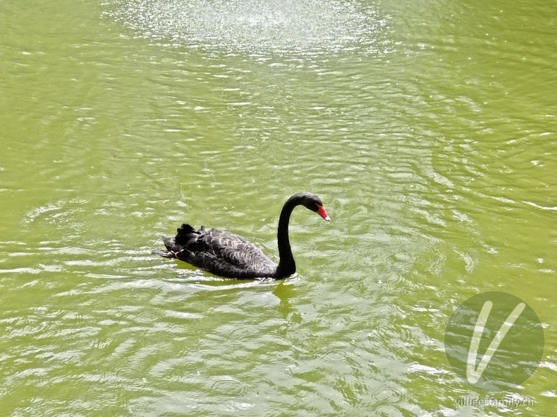 Trauerschwan: 