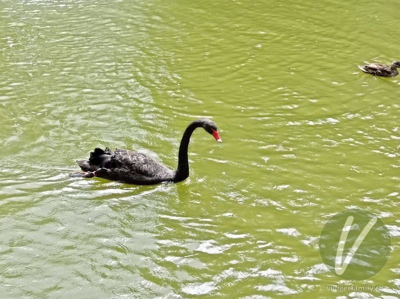 Trauerschwan: 
