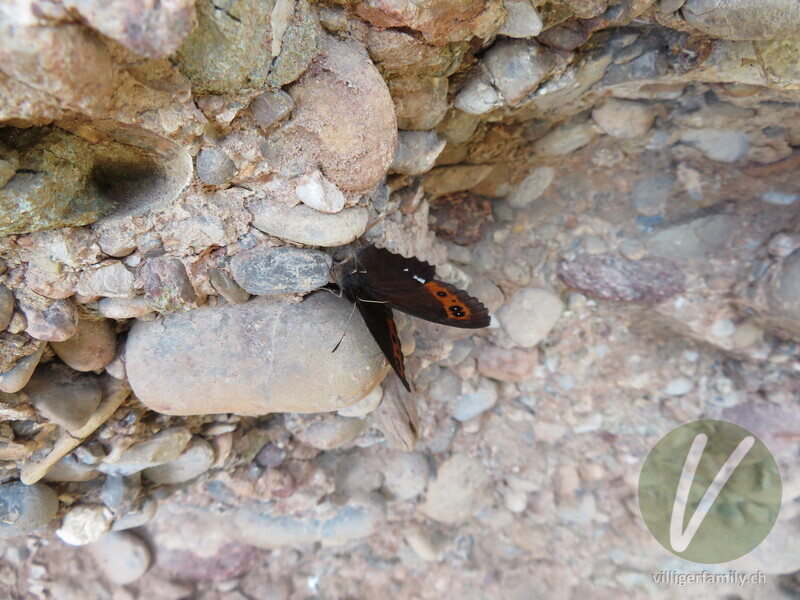 Weissbindiger Mohrenfalter: 