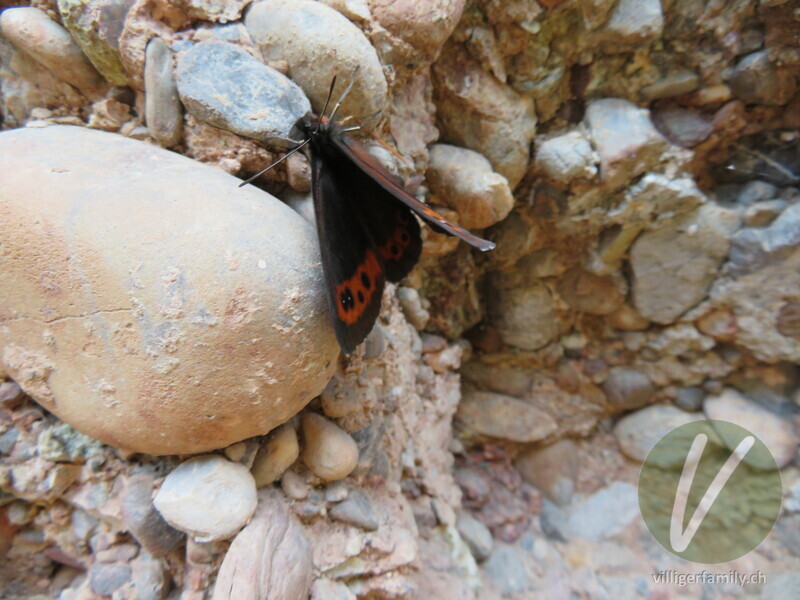 Weissbindiger Mohrenfalter: 