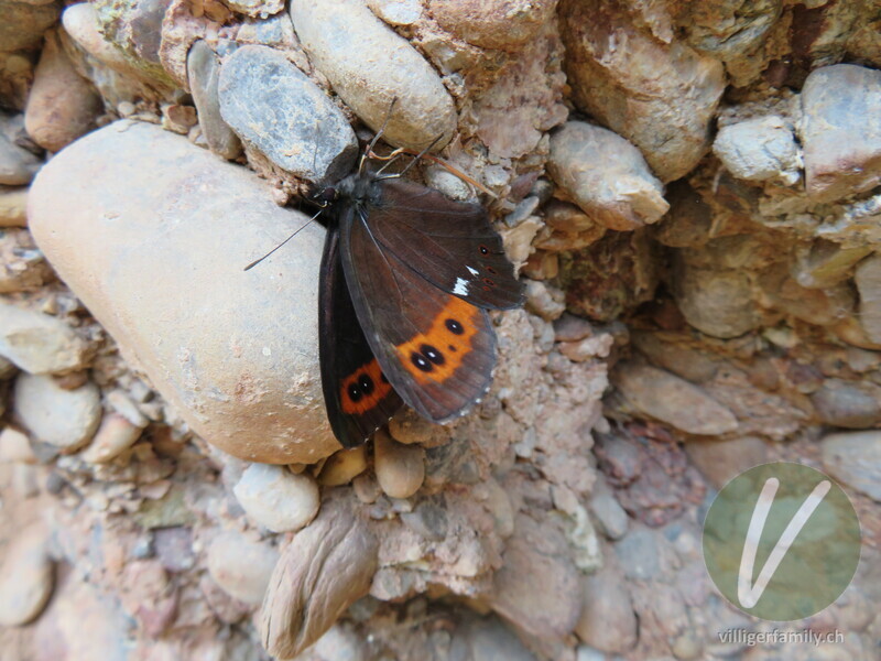 Weissbindiger Mohrenfalter: 