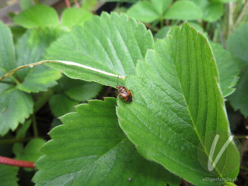 Rote Weichwanze: 