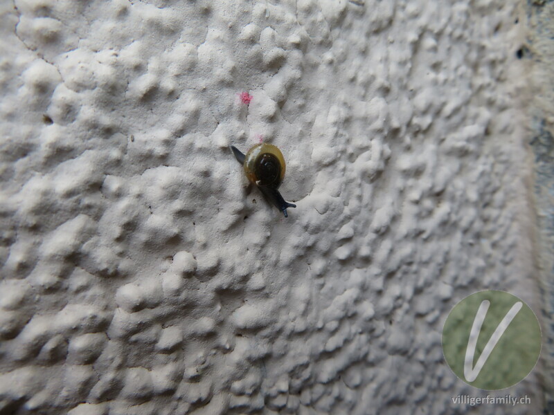 Grosse Glanzschnecke: 