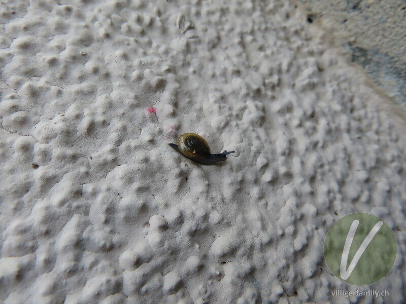 Grosse Glanzschnecke: 