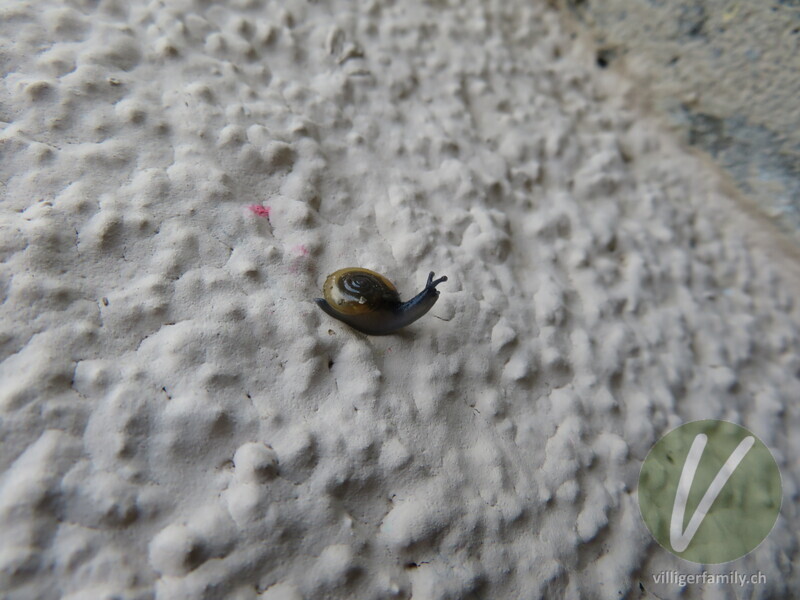 Grosse Glanzschnecke: 