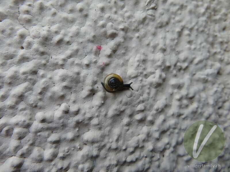 Grosse Glanzschnecke: 