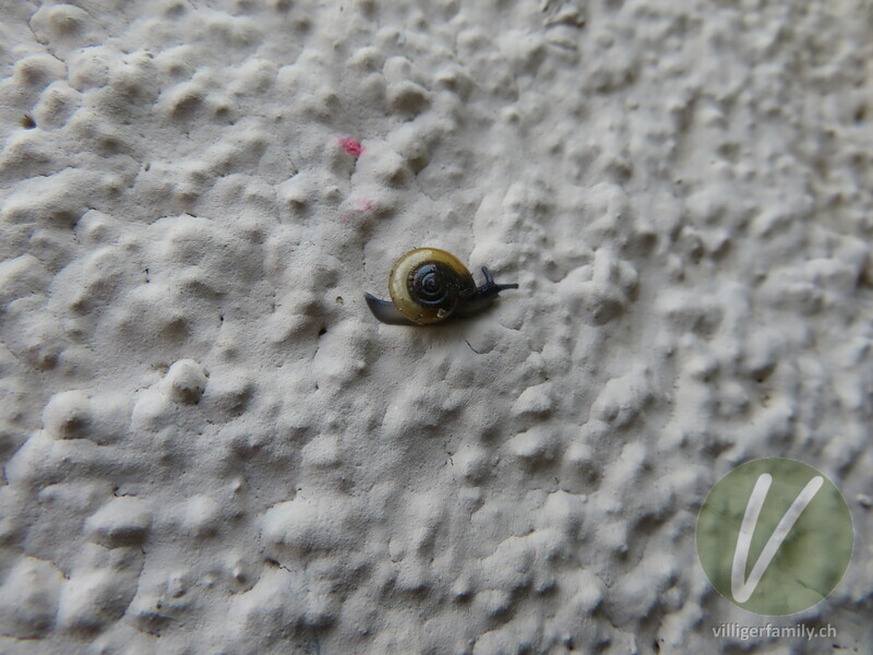 Grosse Glanzschnecke: 