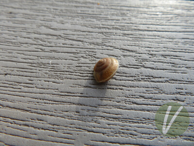 Kantige Laubschnecke: 