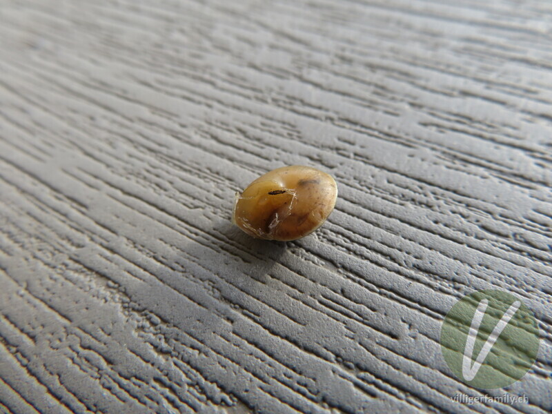 Kantige Laubschnecke: 