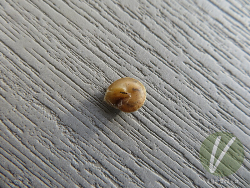 Kantige Laubschnecke: 