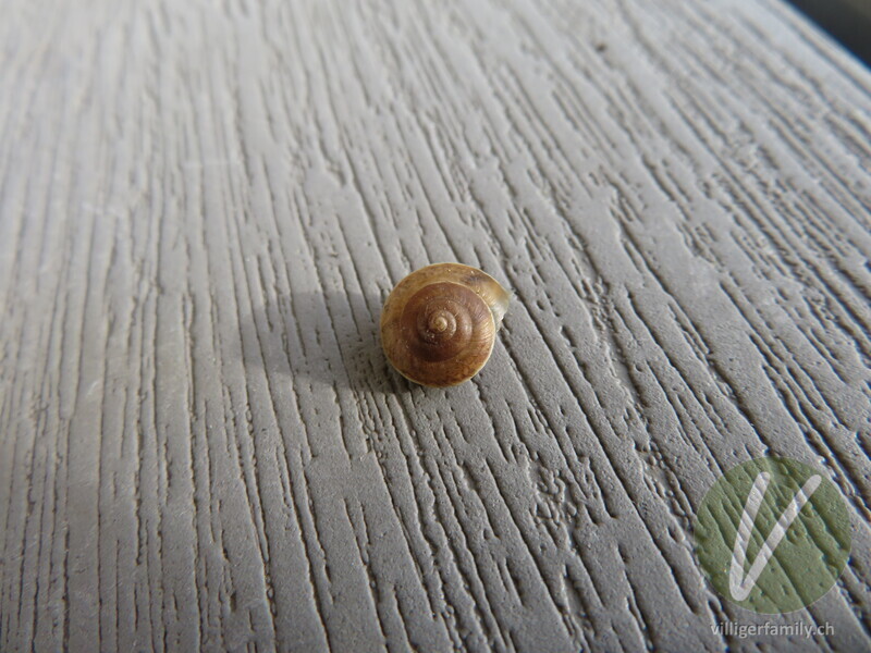 Kantige Laubschnecke: 