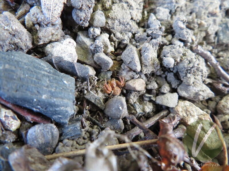 Braune Krabbenspinne: 