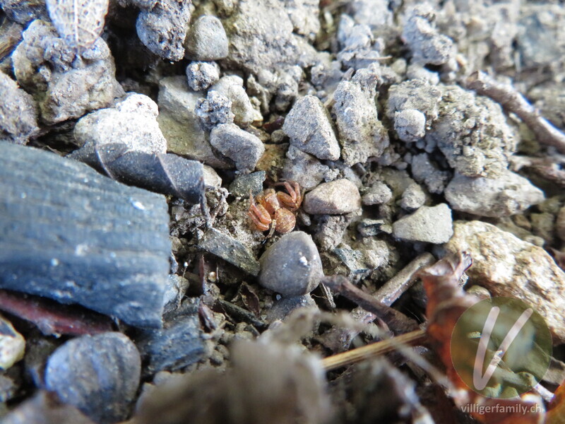 Braune Krabbenspinne: 