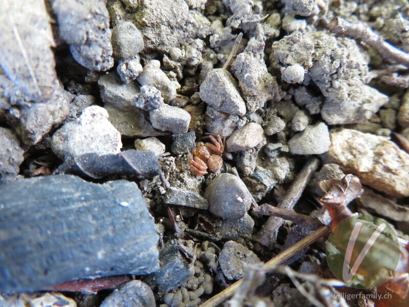 Braune Krabbenspinne: 