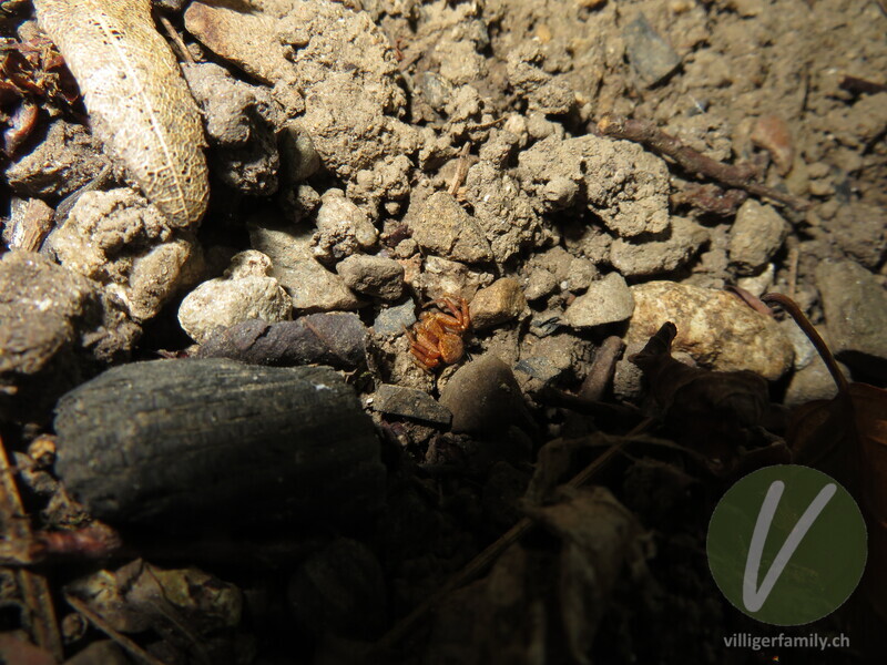 Braune Krabbenspinne: 
