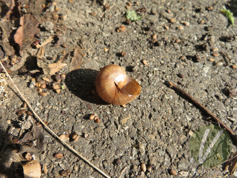 Weinbergschnecke: 