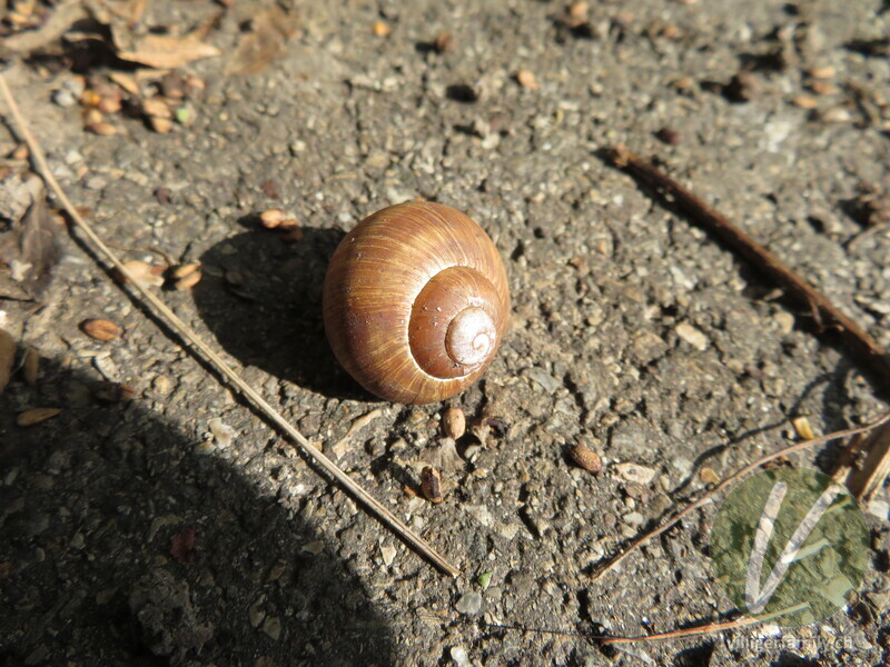 Weinbergschnecke: 