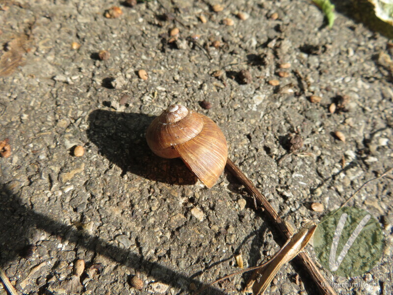 Weinbergschnecke: 