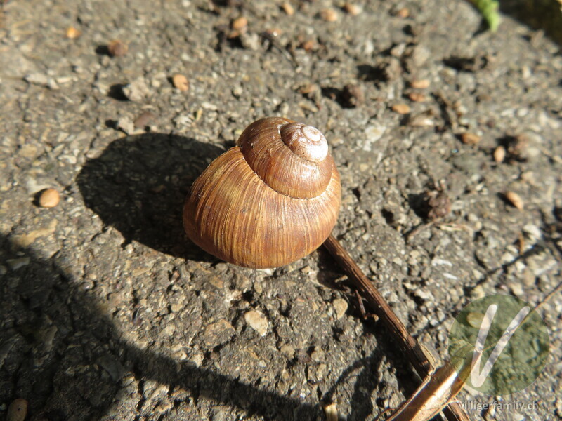 Weinbergschnecke: 