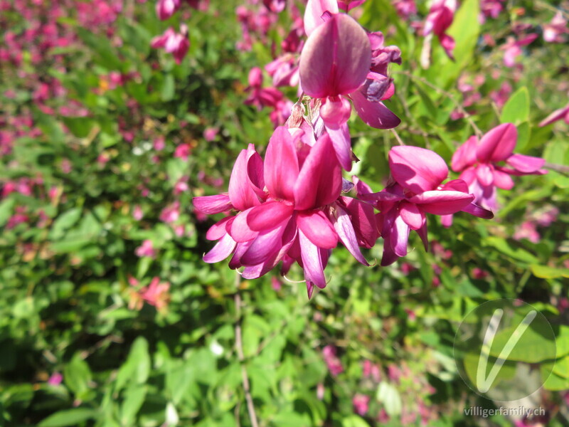 Zweifarbiger Buschklee: Blüten